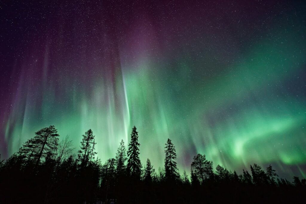 A silhouette of trees near Aurora Borealis at night