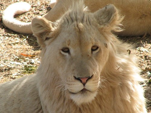 White Lion.