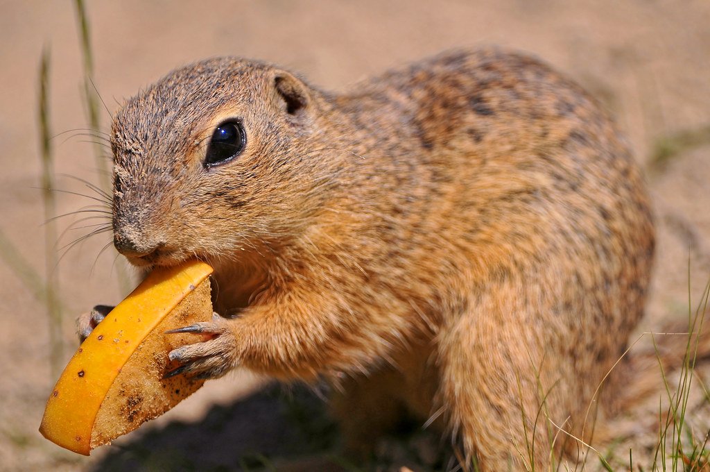 Prairie dog enjoying his food.