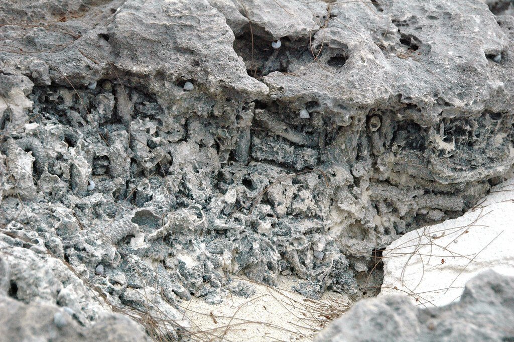 Reef fossil, marine fossil