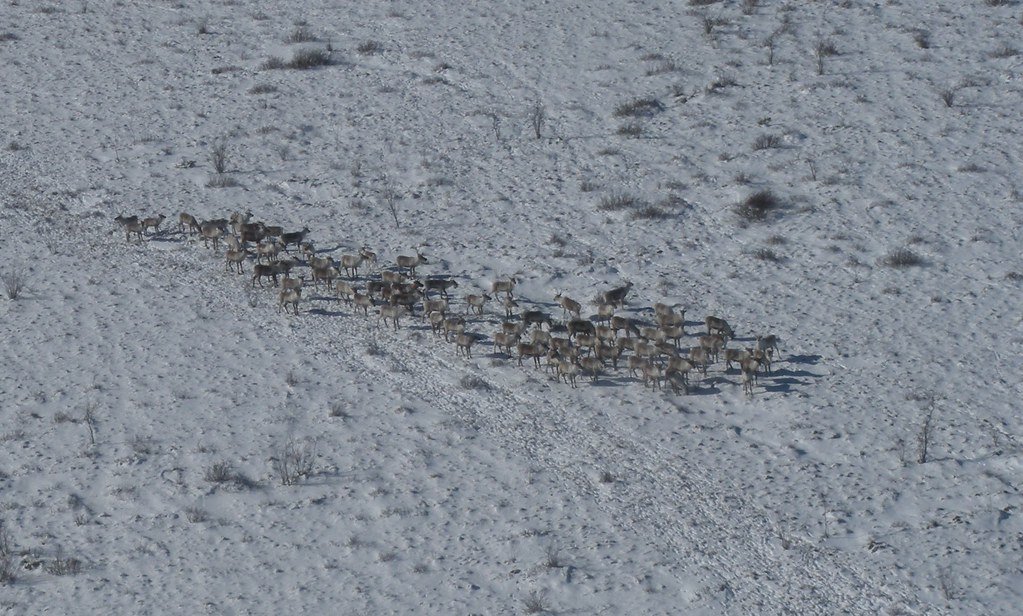Caribou Herd, conservation