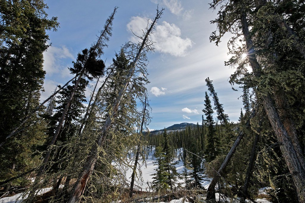 Boreal Forest, climate changem Canada