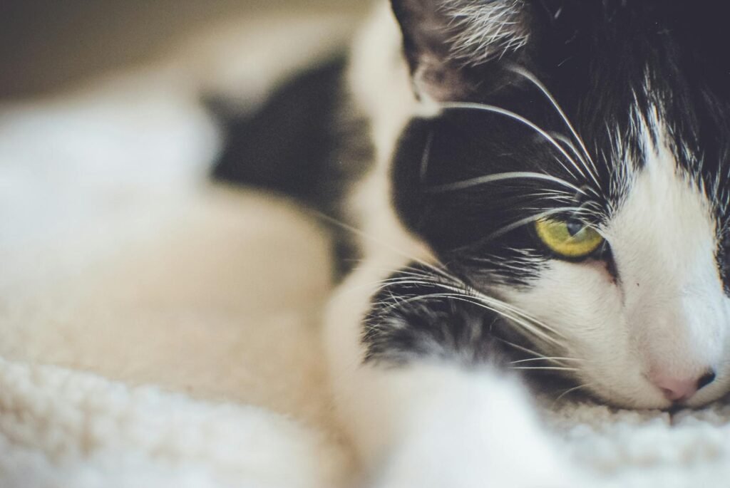A relaxed black and white domestic cat with yellow eyes, close-up view.