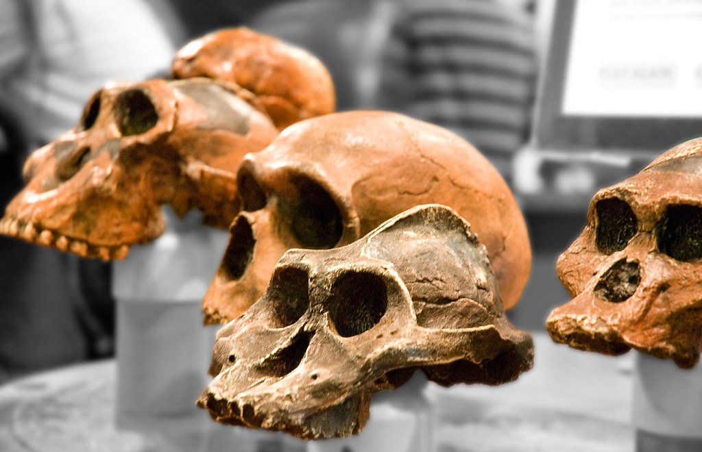 Human evolution