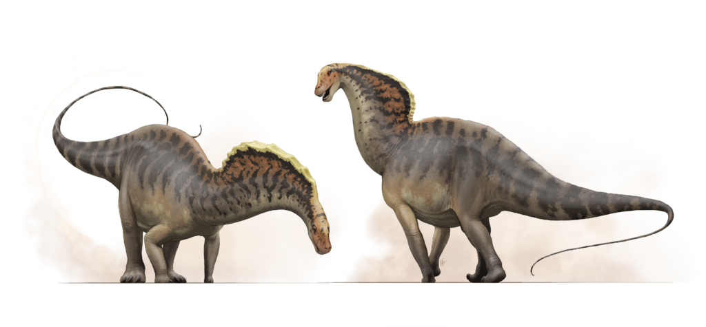 Amargasaurus Reconstruction.