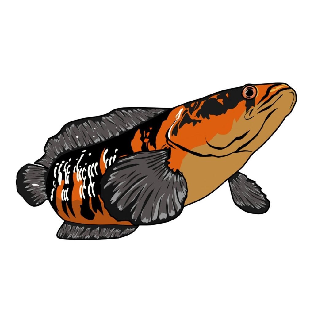 channa marulioides, emperor snakehead, nature, fish, drawing, isolated, clip art, pet