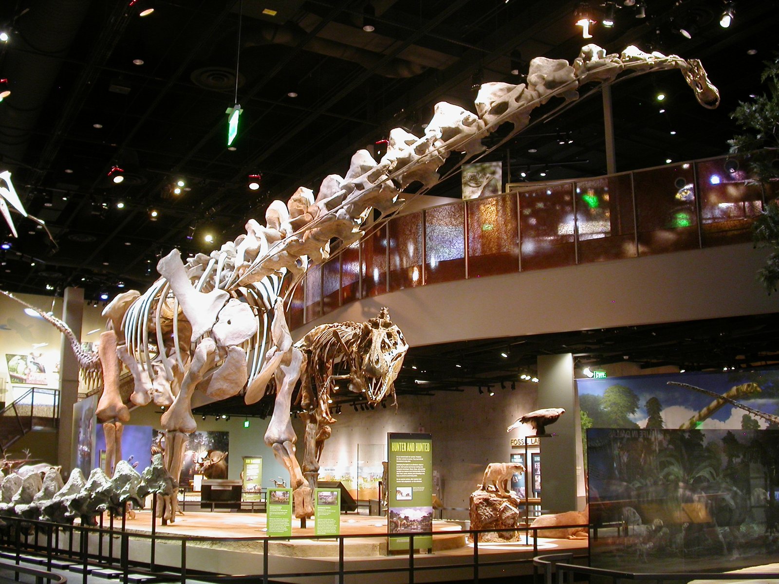 Alamosaurus Dinosaur fossil