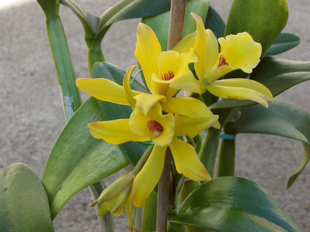 Vanilla Orchid
