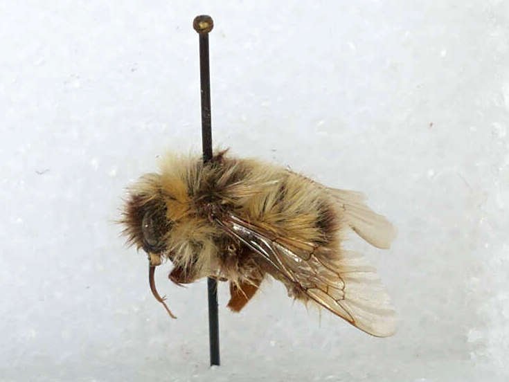 Arctic insects