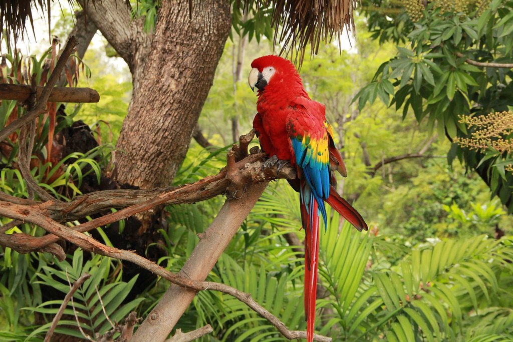 Parrot