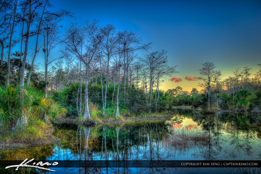 Bald Cypress Tree Riverbend Park.
