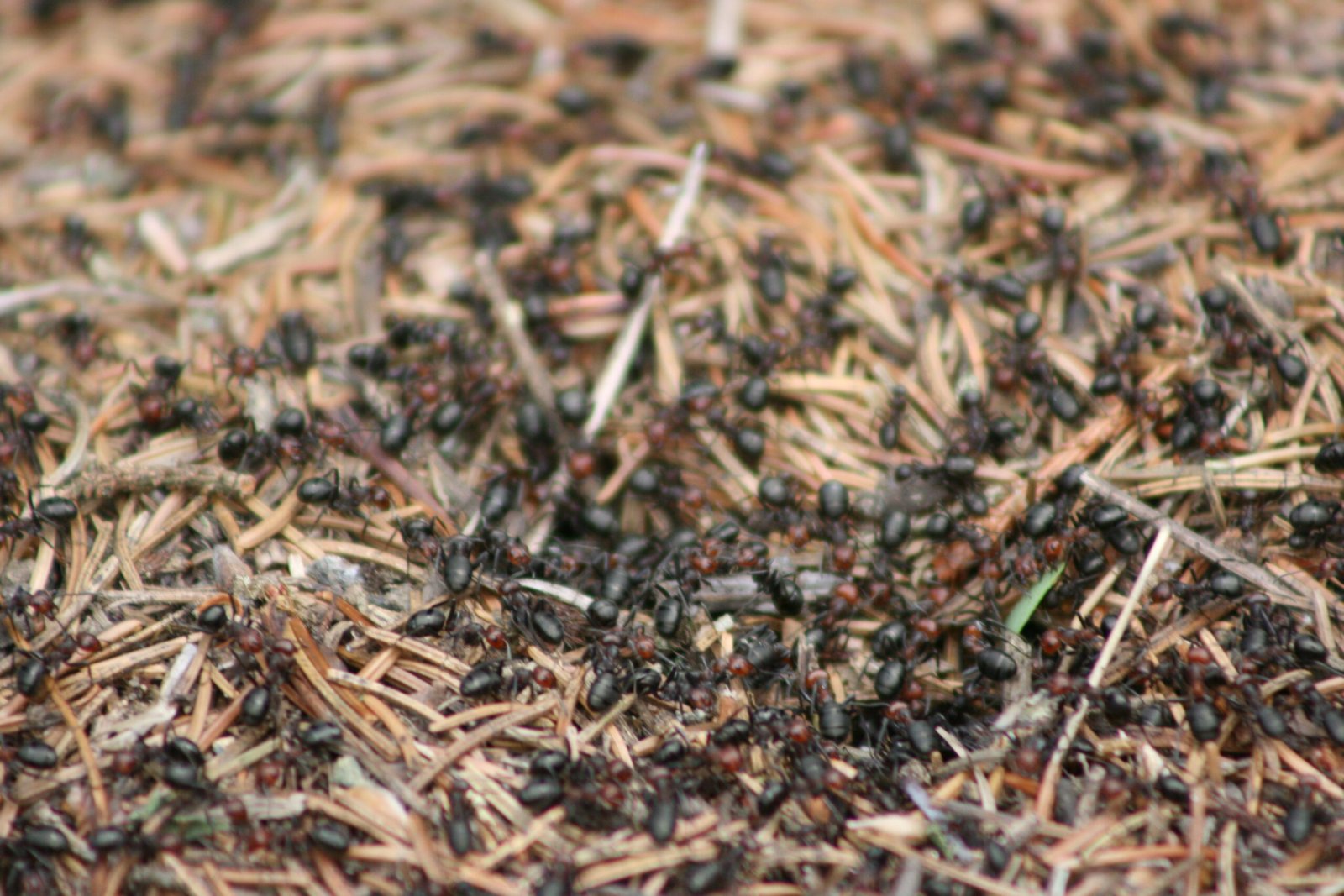 How Supercolonies of Ants Function Like One Giant Organism
