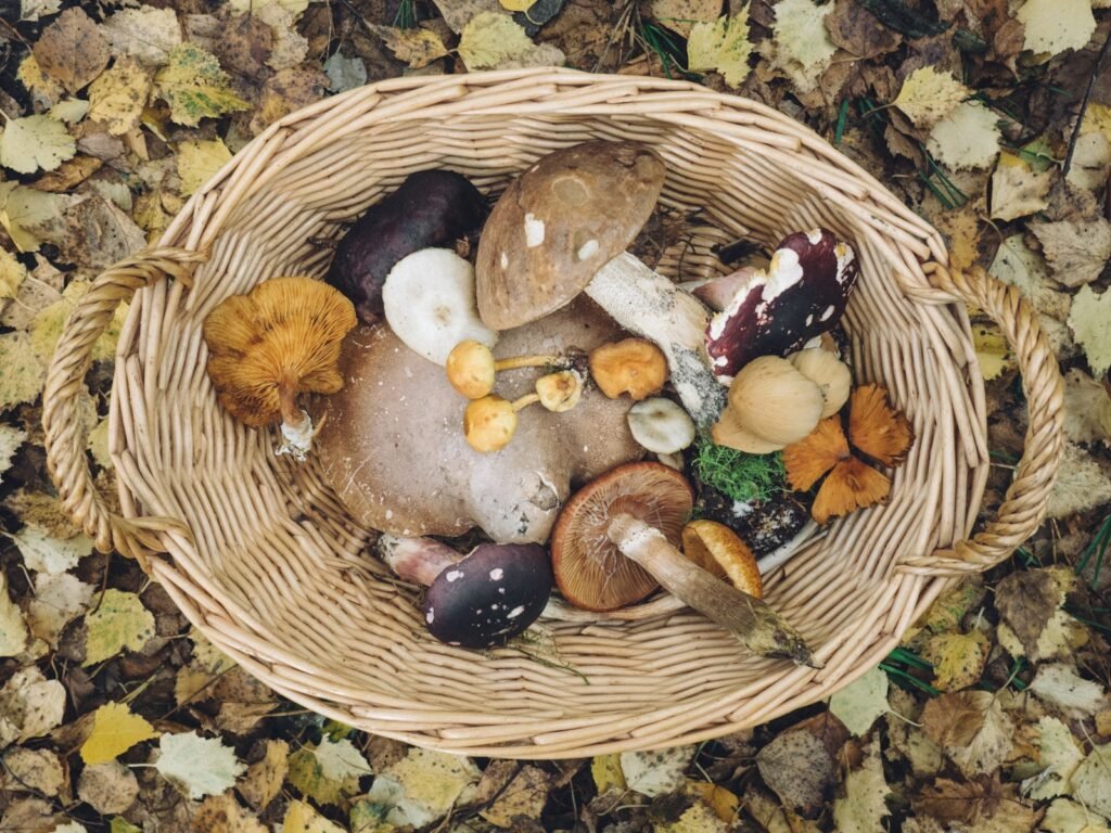 Forest foraging