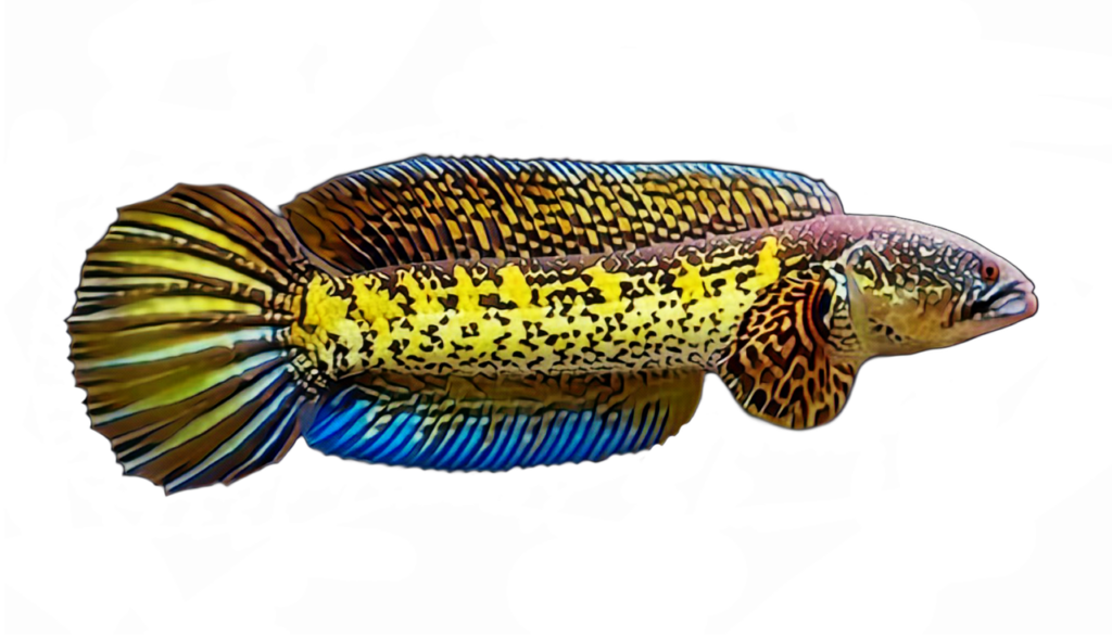 fish, channa, pet, colorful, swim, natural, aquarium, channa, nature, channa, channa, channa, channa