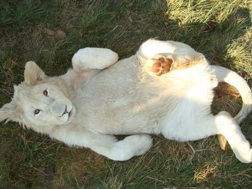 Cute white lion cub playfully lying on grass in Bo-Karoo, South Africa.