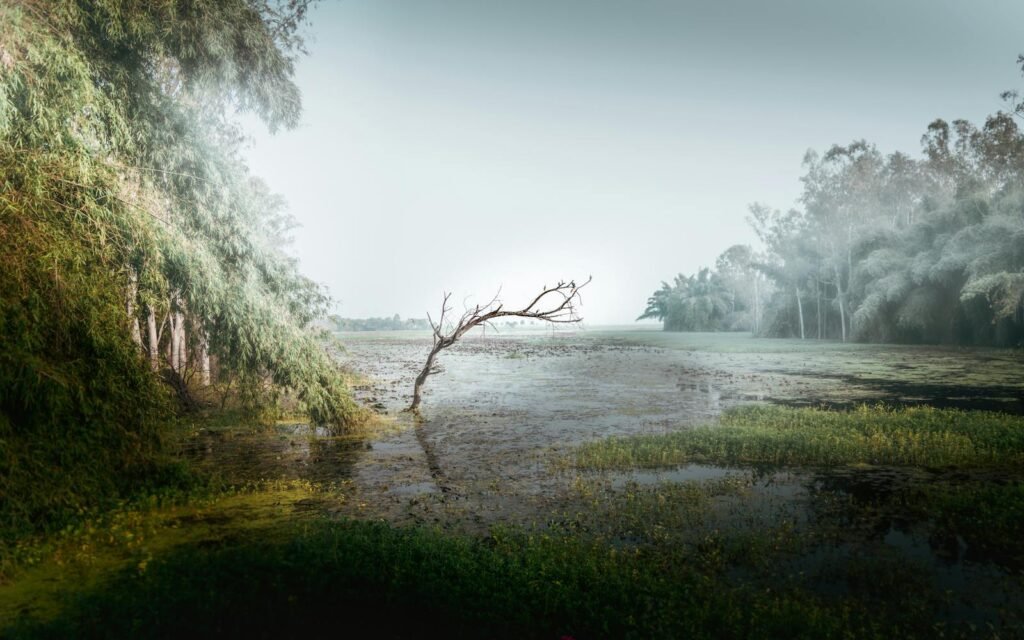 A peaceful view of a wetland landscape with a solitary tree, surrounded by lush greenery and water reflections.