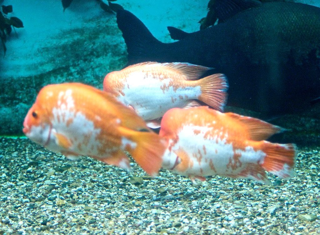 The cichlid Fish.