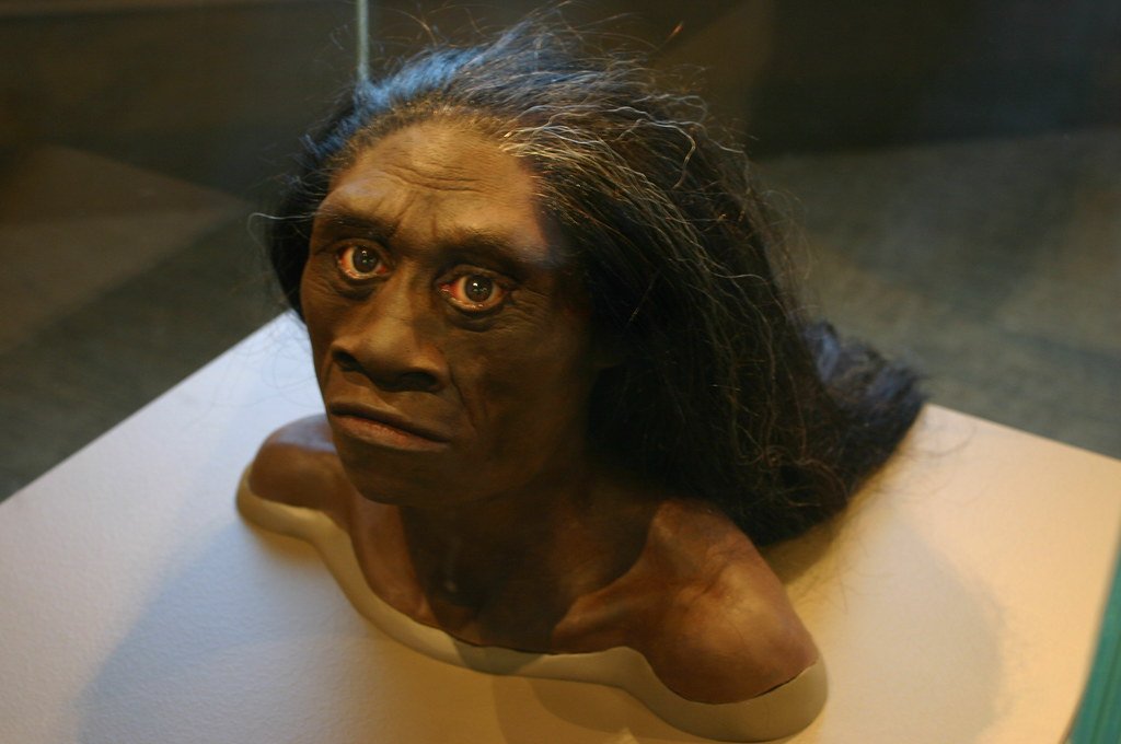 Homo floresiensis