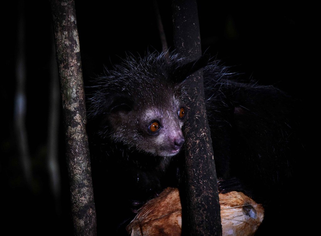 Aye-aye lemur, Madagascar.