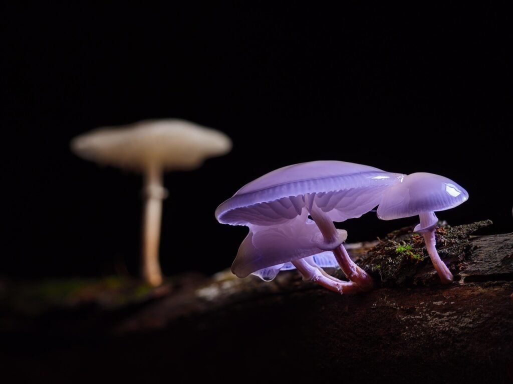 Glowing mushroom.