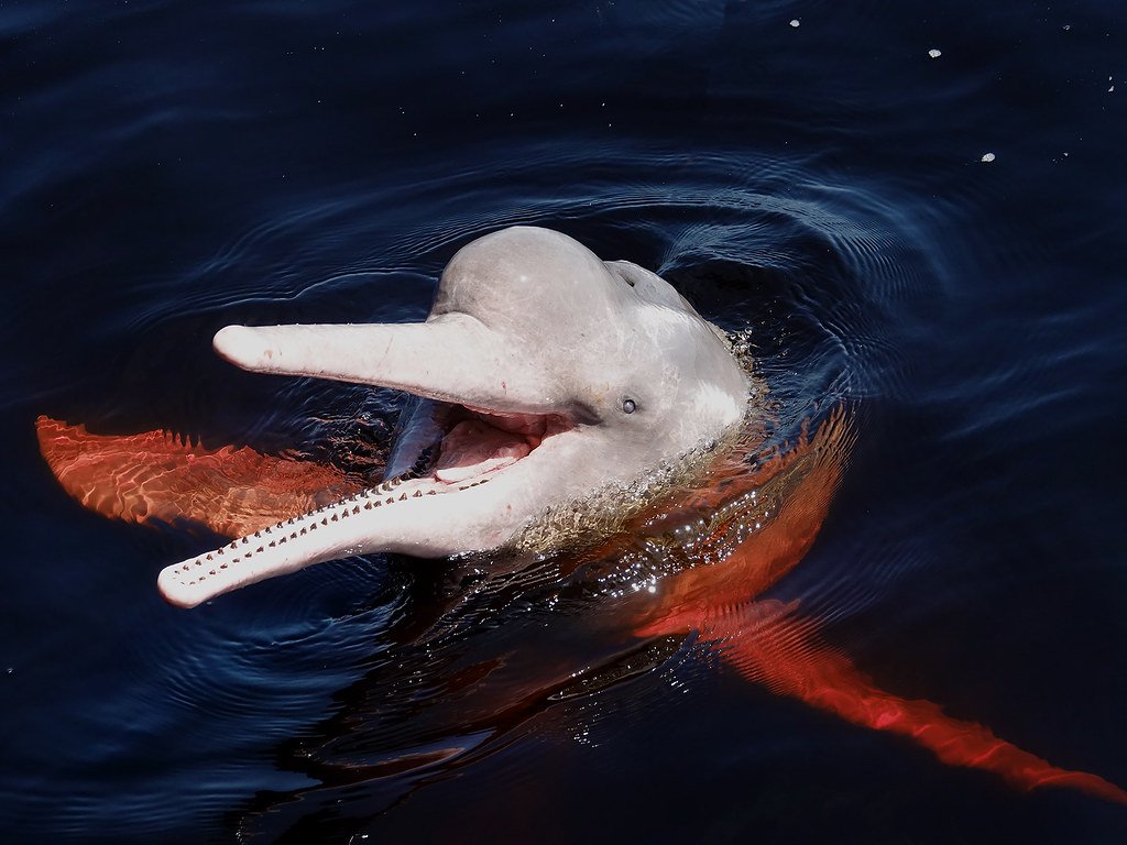 Brazil, Pink river dolphin