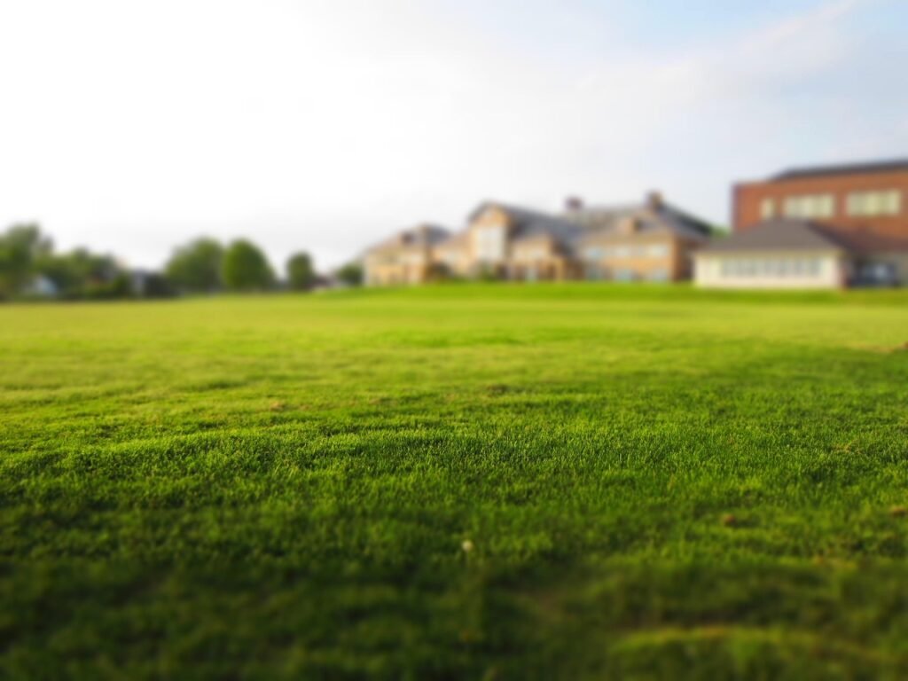 Lawn in a backyard