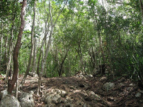 Mexico, forest