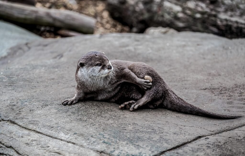 Otter animal.