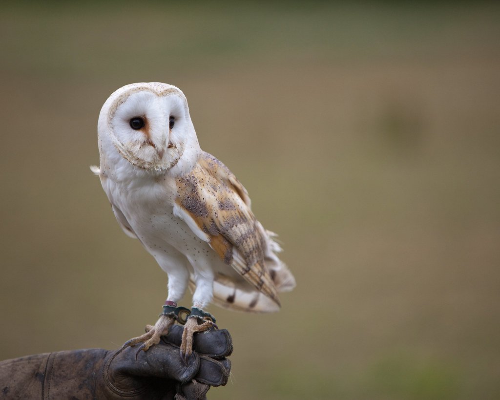Barn Owl , nocturnal animals