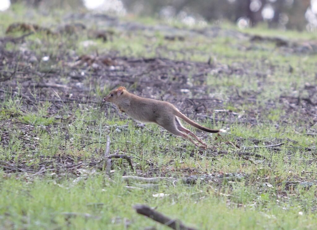 ACT national parks, native species