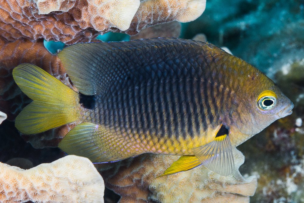 Damselfish