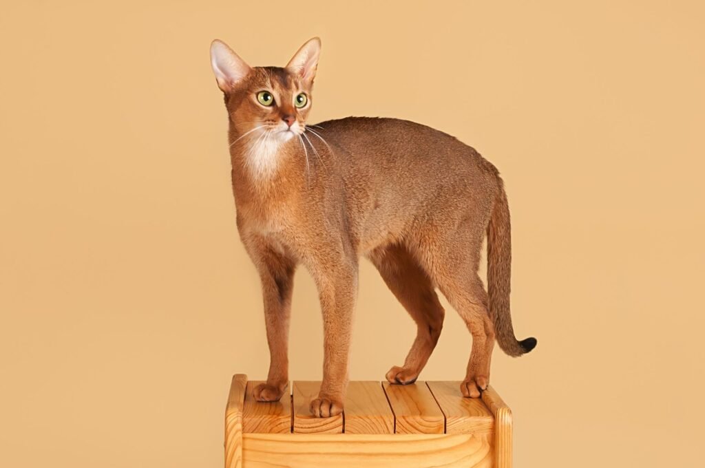 Animal folklore, cats