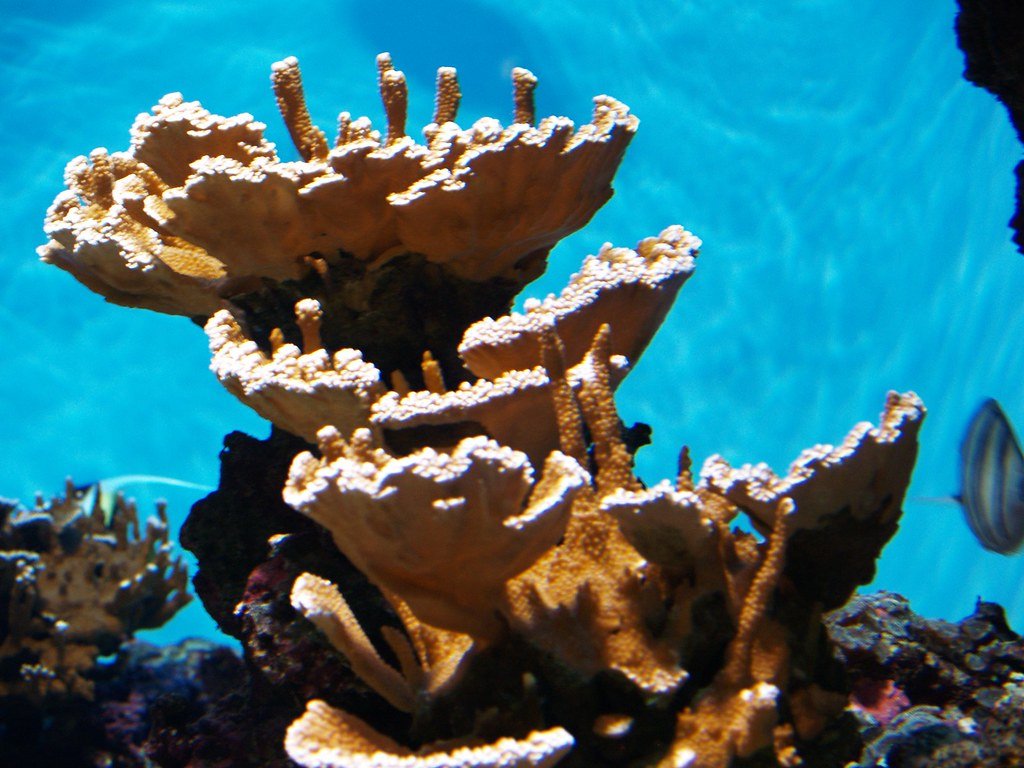 Hawaii coral reef.