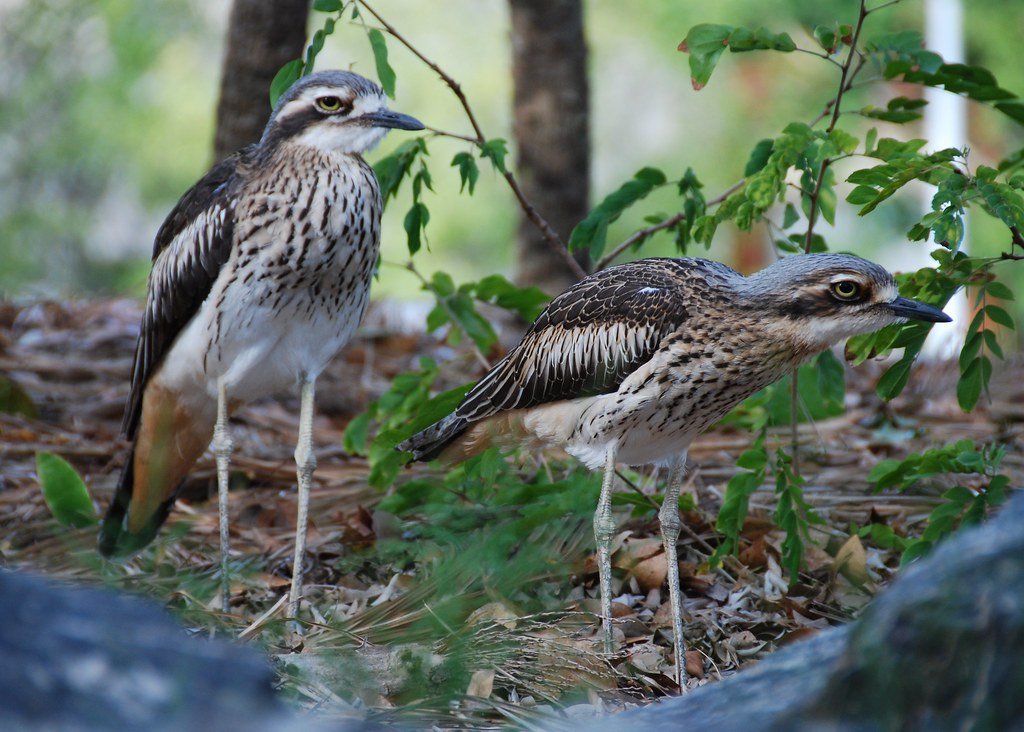 Bush Stone-curlew, ACT national park, native species