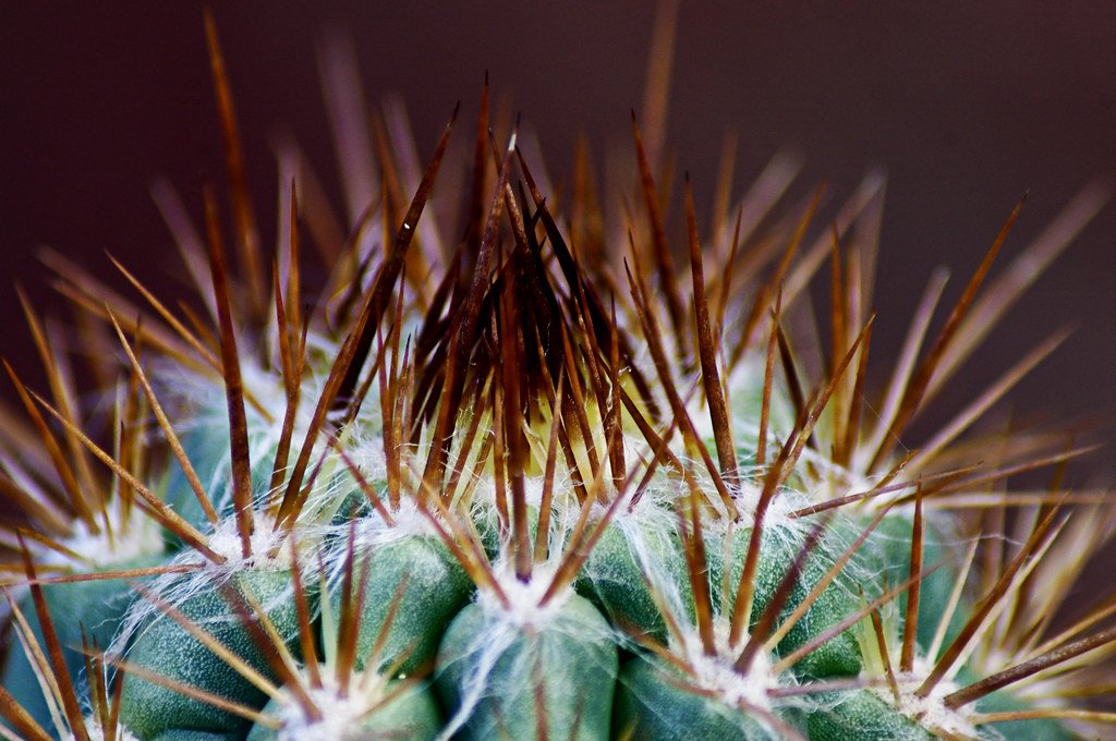 Crassulacean Acid Metabolism.