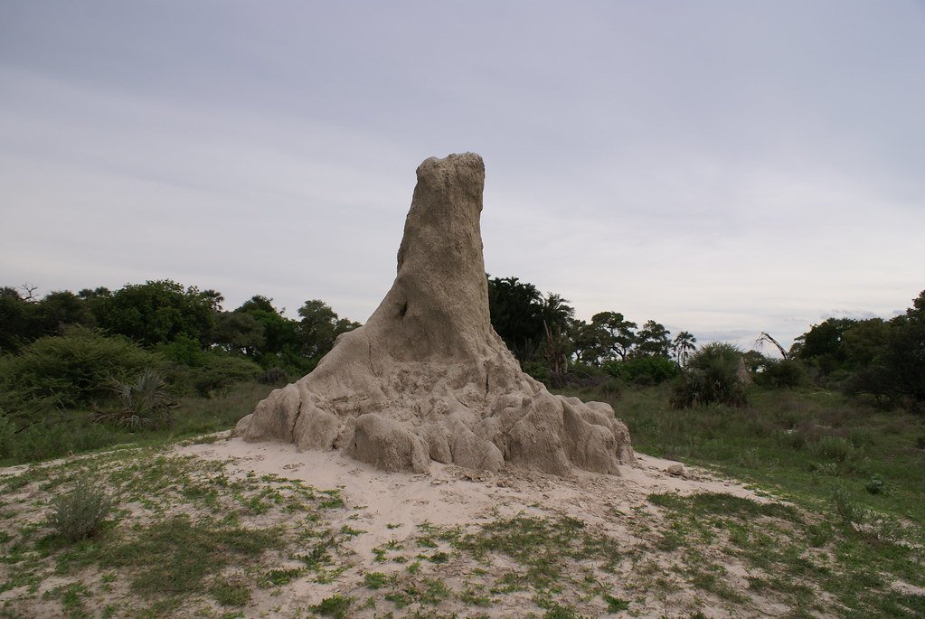 Termite Mound