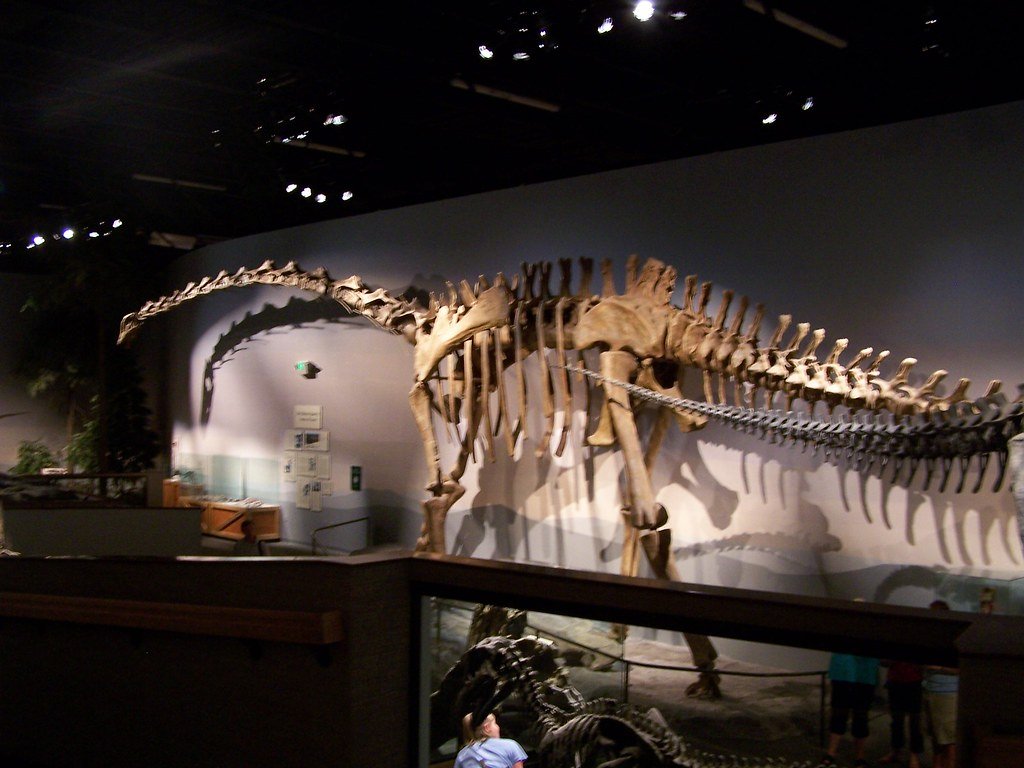 Supersaurus Dinosaur Fossil