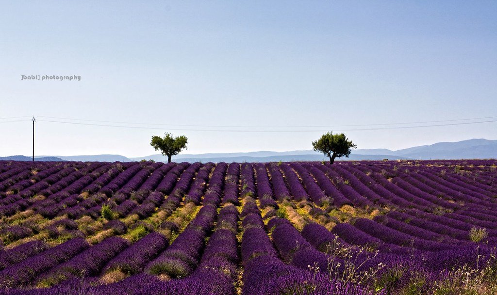 Lavender Fields of Provence