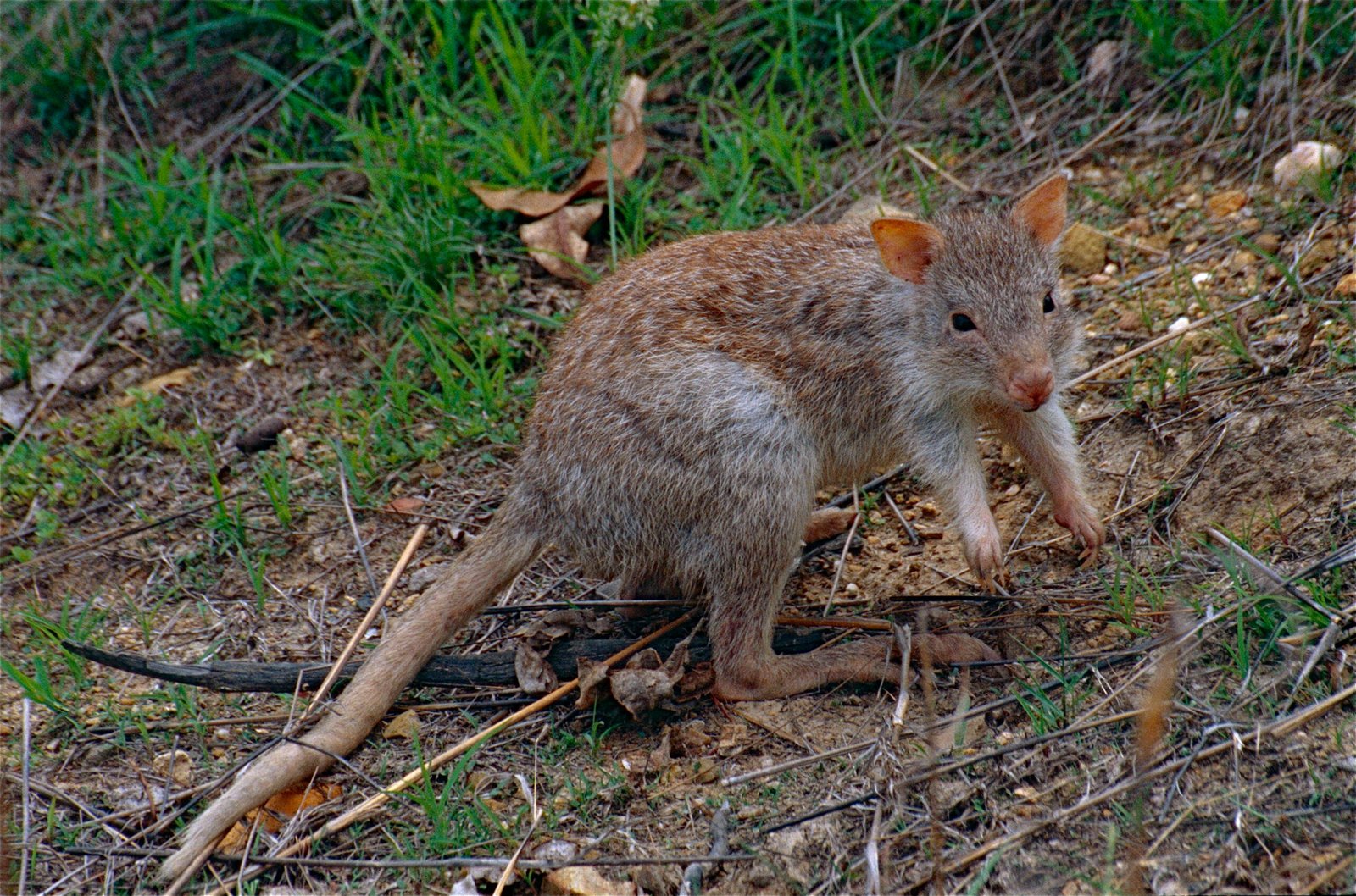 The Brush-Tailed Bettong’s Comeback: Lessons in Conservation
