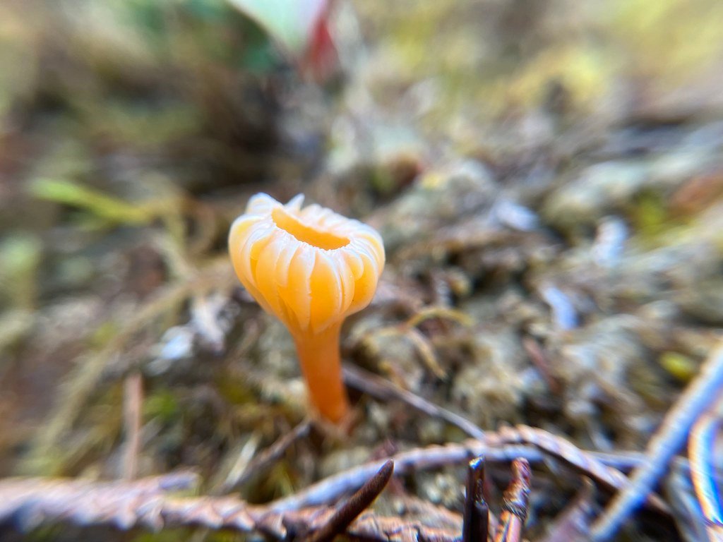 Budding fungi growing among the twigs.