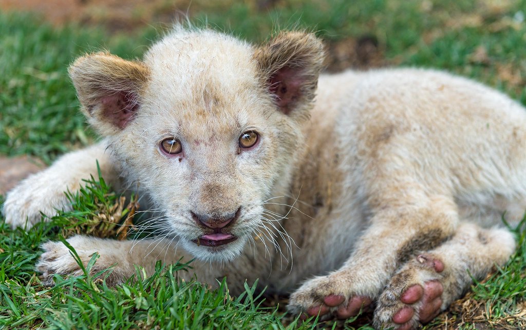White lion cub in the grass.
