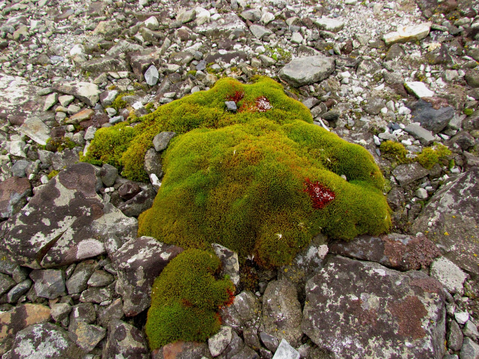 How Antarctic Moss Can Survive Being Frozen for 1,500 Years