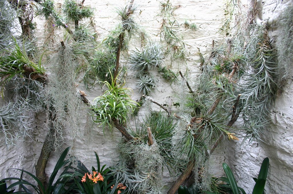 Air Plant