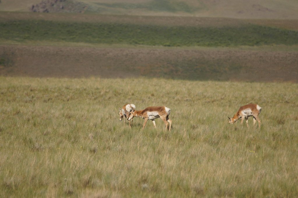 Montana wildlife, public land