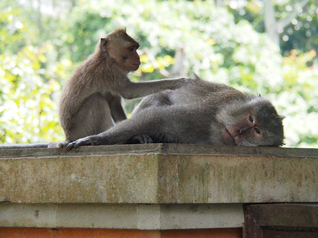 Monkeys in Bali