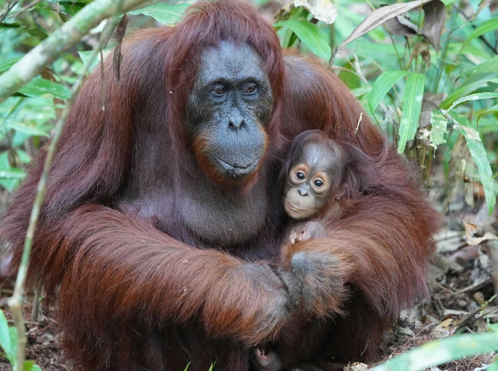 12 Fascinating Examples of Animal Parenting How Different Species Raise Their Young