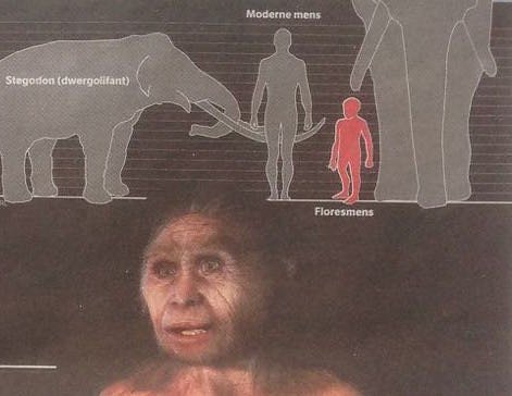 Homo floresiensis