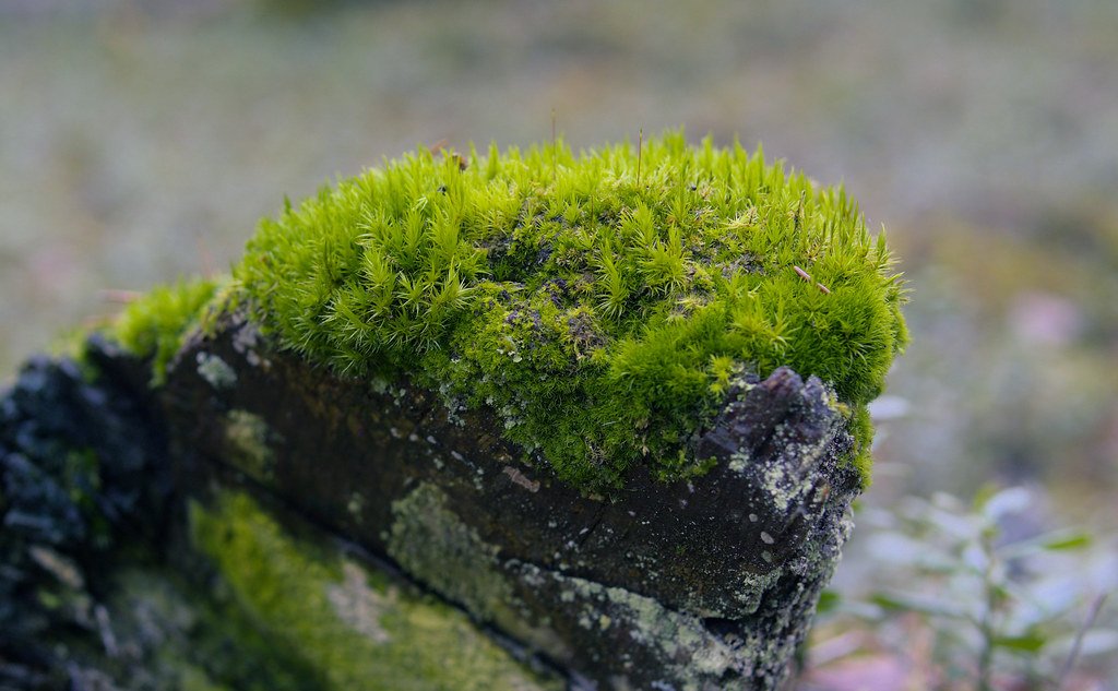 Moss on a rock.