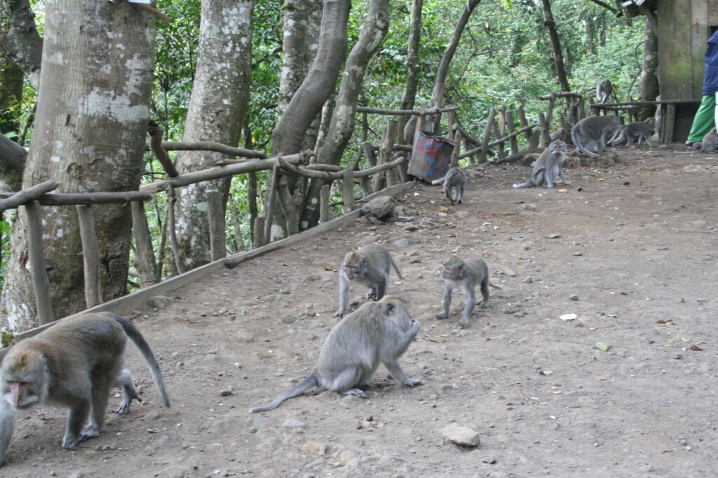 Bali monkeys