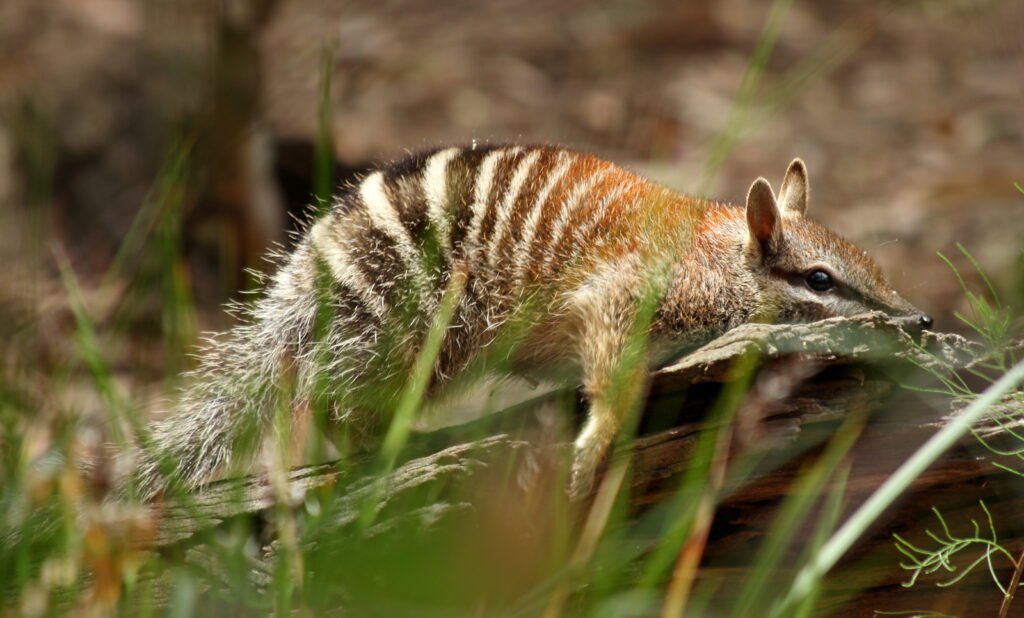 Australia, numbat, also known as the noombat or walpurti